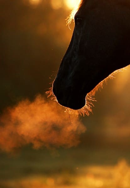 the breath of a horse in silhouette