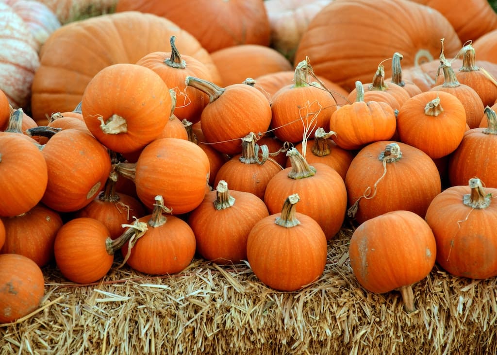 Stack of pumpkins at a fall event in Charleston, SC: GDC Home