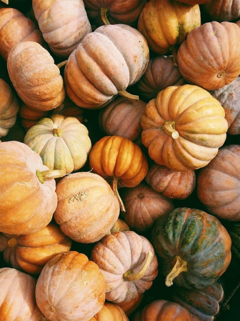 different colored pumpkins at fall event in Charleston