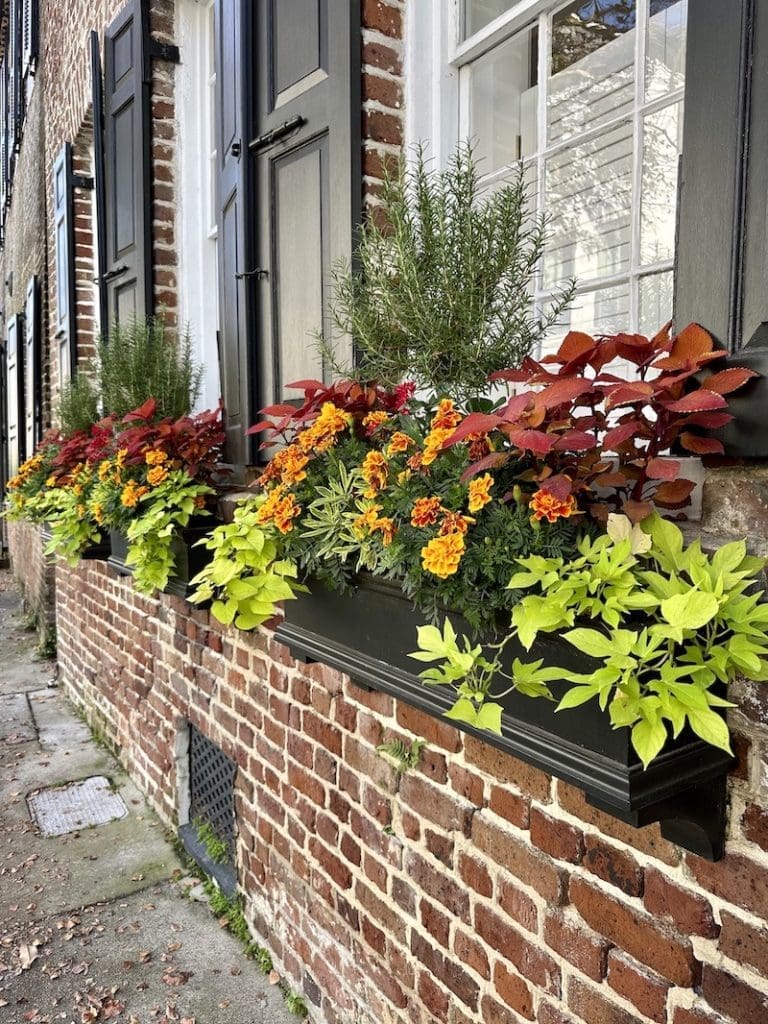 WIndow Box display