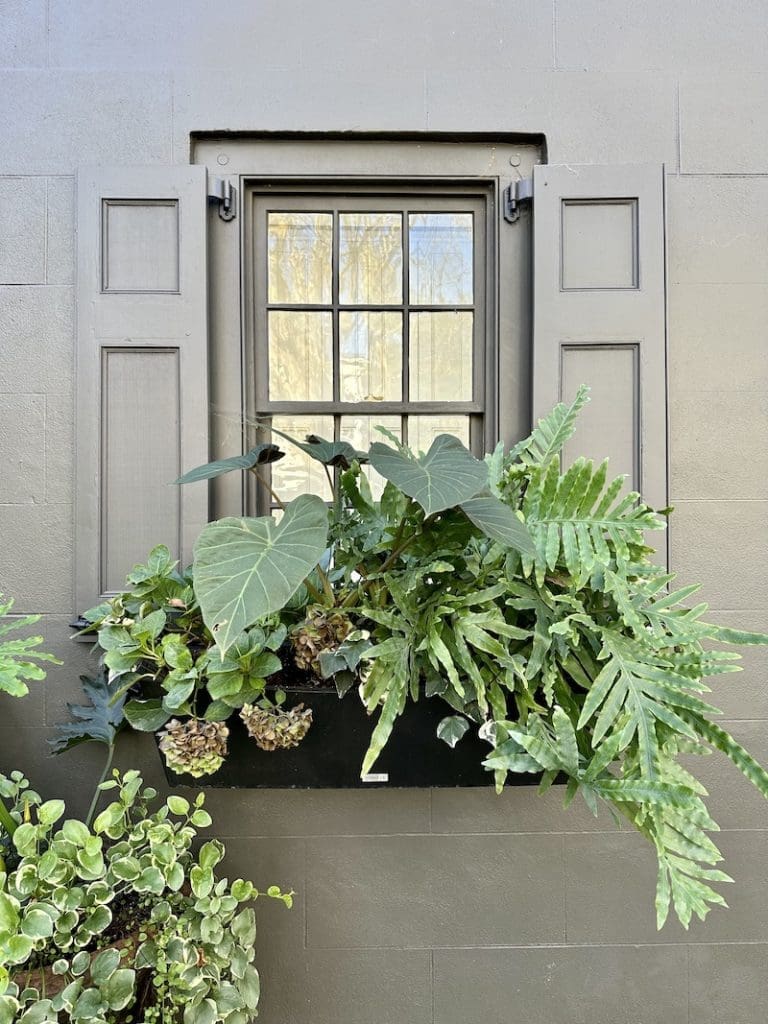 Tropical Window Box