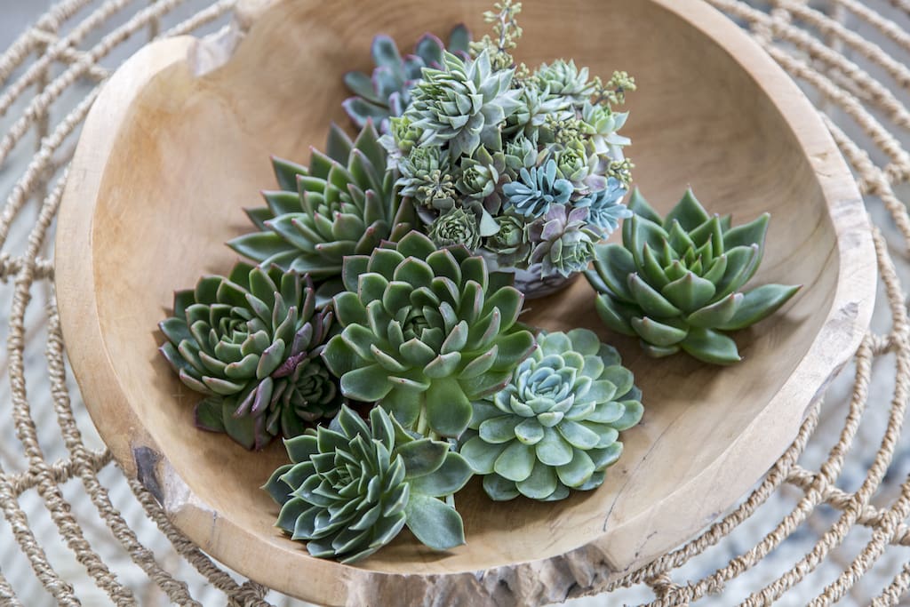 Succulents in a wooden bowl