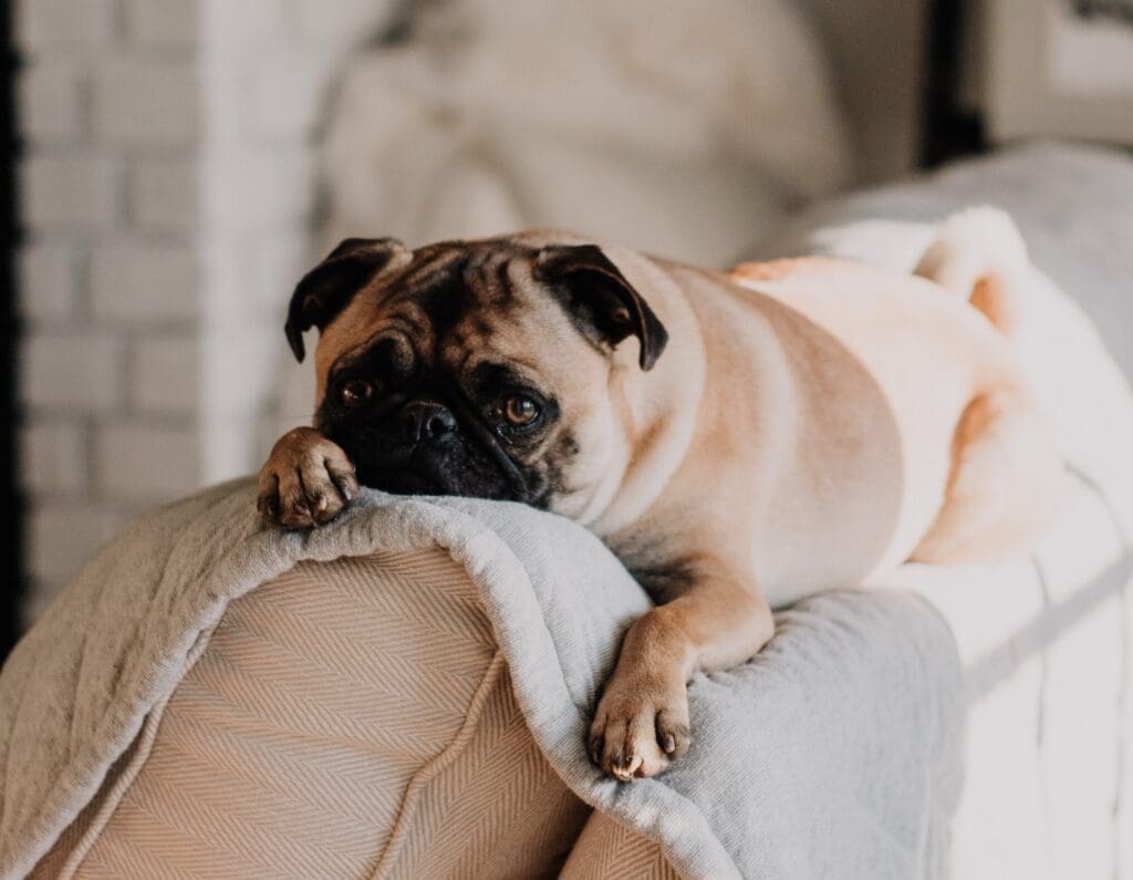 Pet-friendly furniture